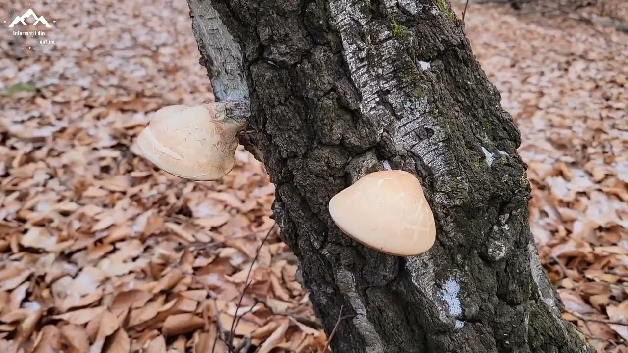 Remediul ce iti salvează viata / Ciuperca extraordinara . Tinerete fara batranete .