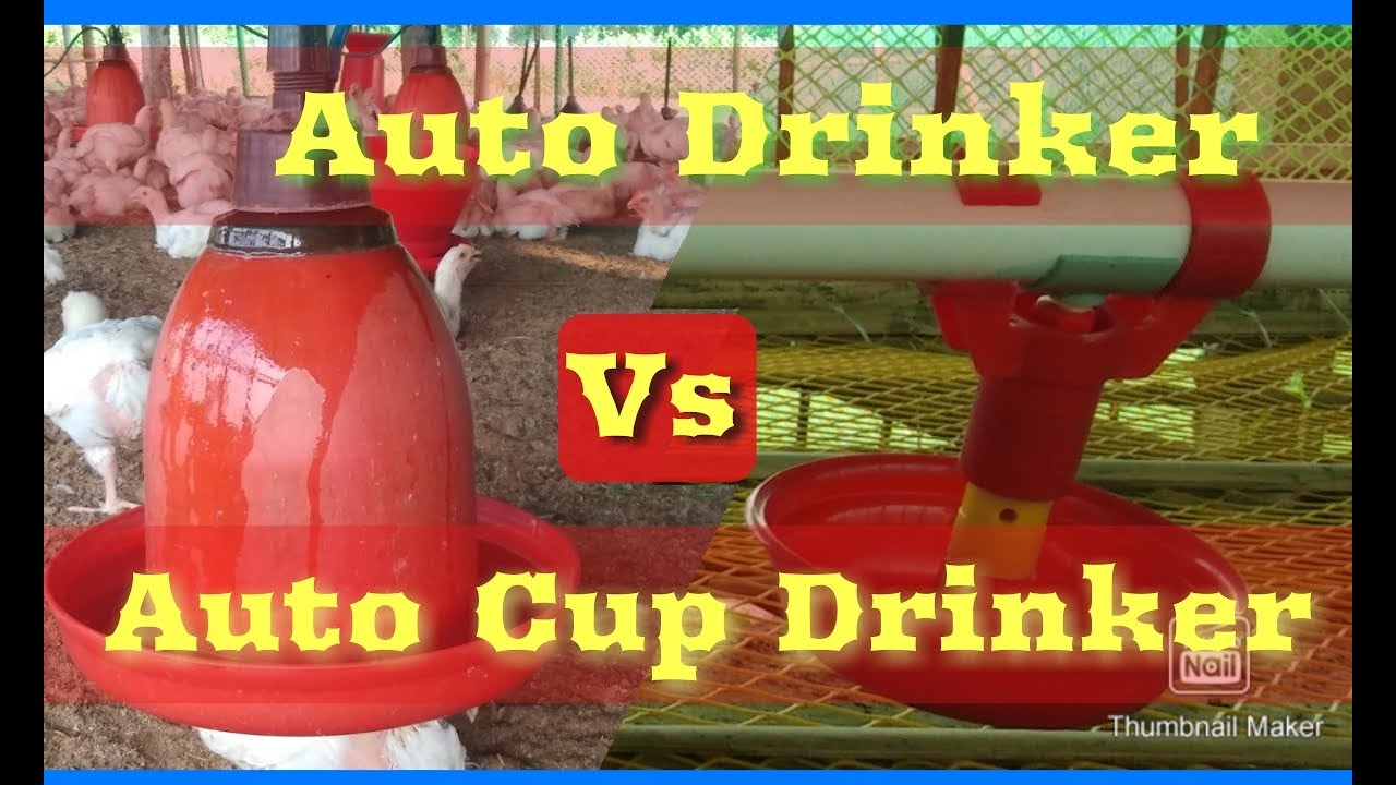 Cup Drinker Vs Auto Drinker কোনটায় কত খরচ? এবং সুবিধা অসুবিধা গুলো কি কি?