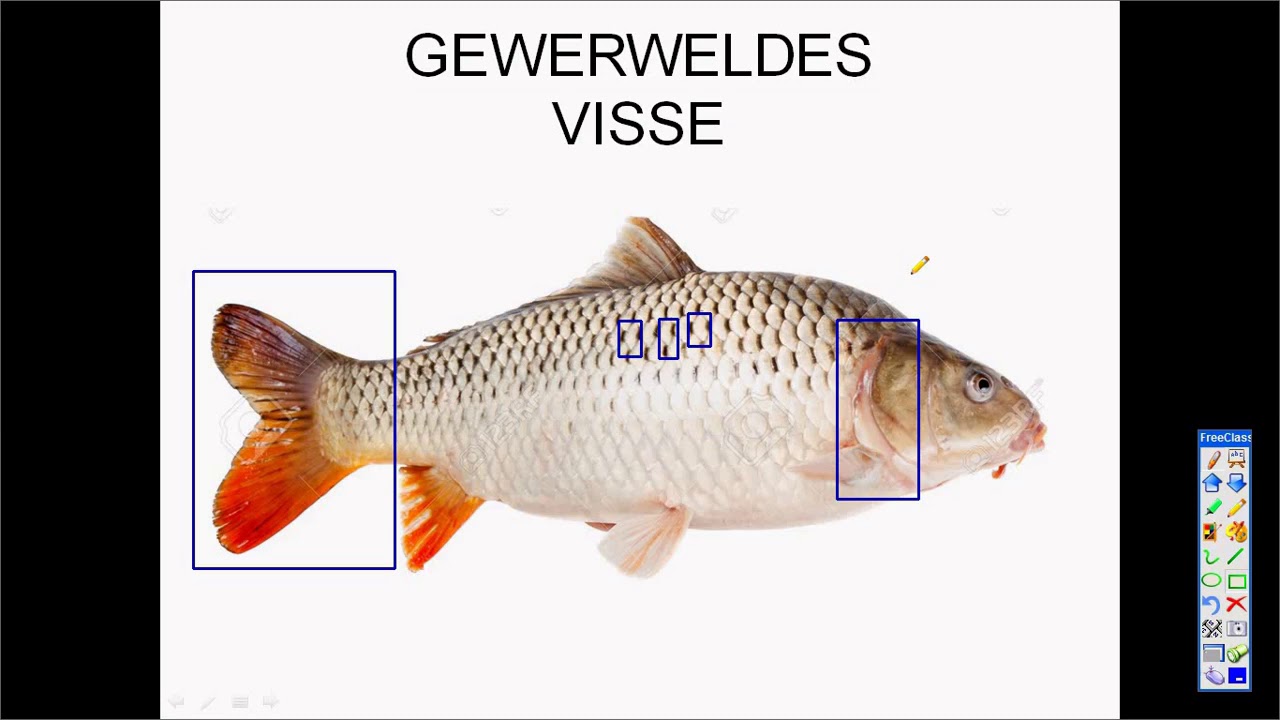 Graad 7 Nw Kwartaal 1 2021 Gewerwelde diere Deel 1