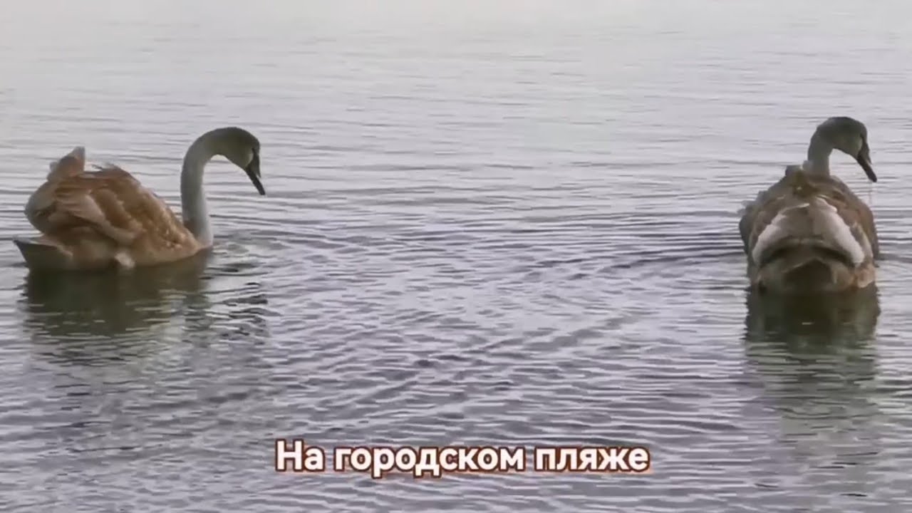 🔥Целый зоопарк появился на Пляже в Мариуполе ДНР. (18.11.2024)🔥