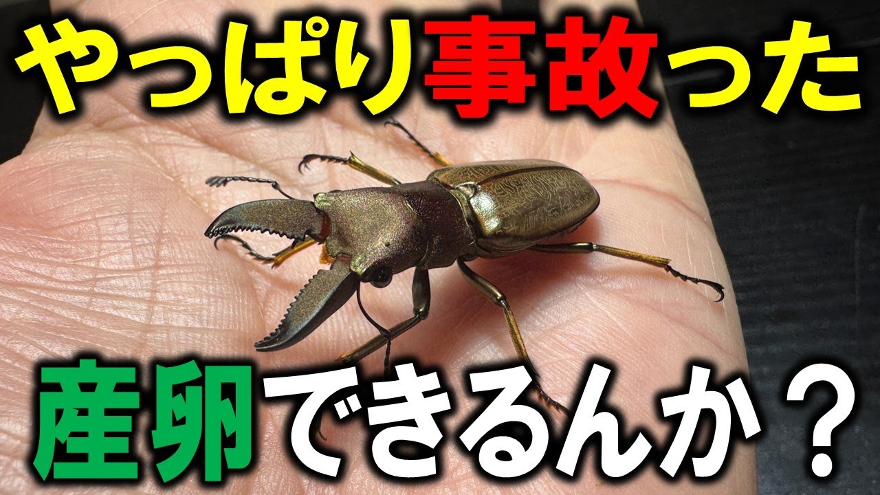 ペアリングで事故ったけど、産んでくれるのか？モンタネルスホソアカクワガタの産卵セット