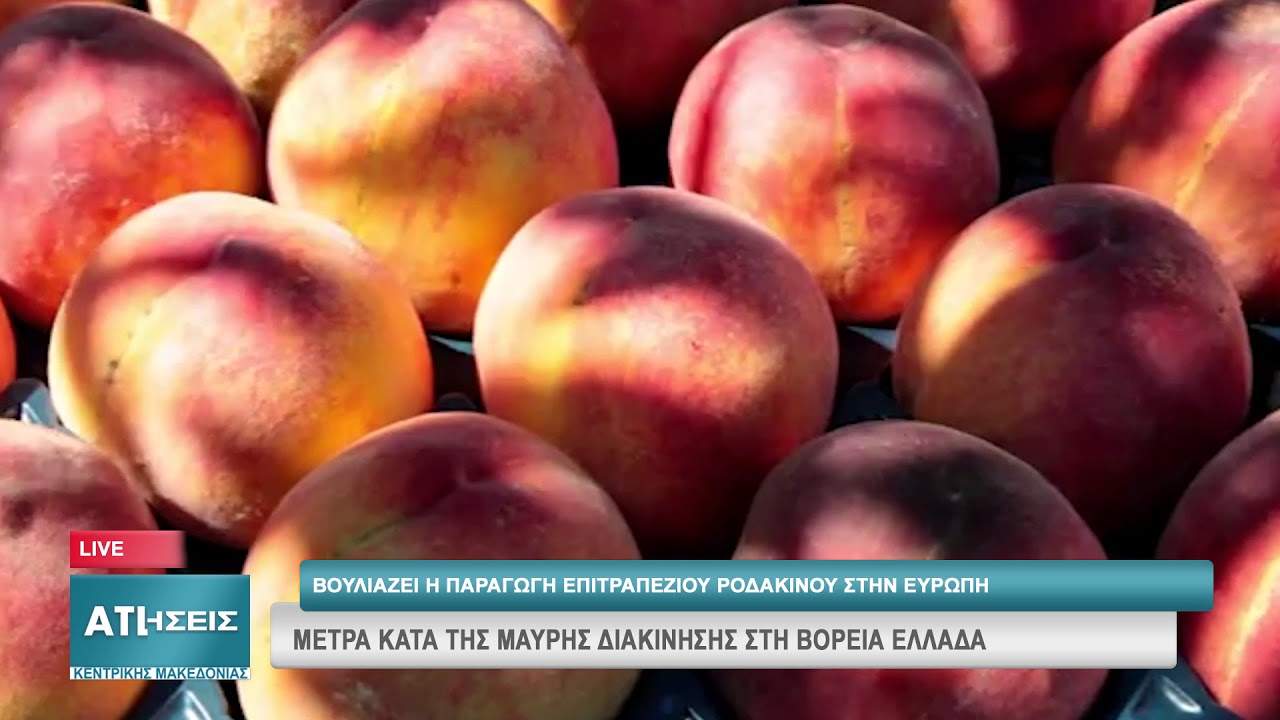 ΠΑΡΑΓΩΓΗ ΡΟΔΑΚΙΝΟΥ: ΜΕΤΡΑ ΚΑΤΑ ΤΗΣ ΜΑΥΡΗΣ ΔΙΑΚΙΝΗΣΗΣ ΣΤΗ ΒΟΡΕΙΑ ΕΛΛΑΔΑ