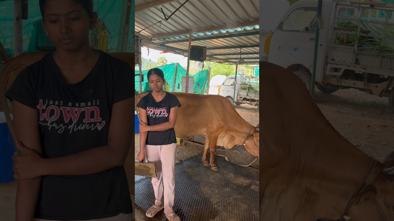 The milk price hike is not profitable for farmers #farming #strongbull #strongbull #cow #bullfarm