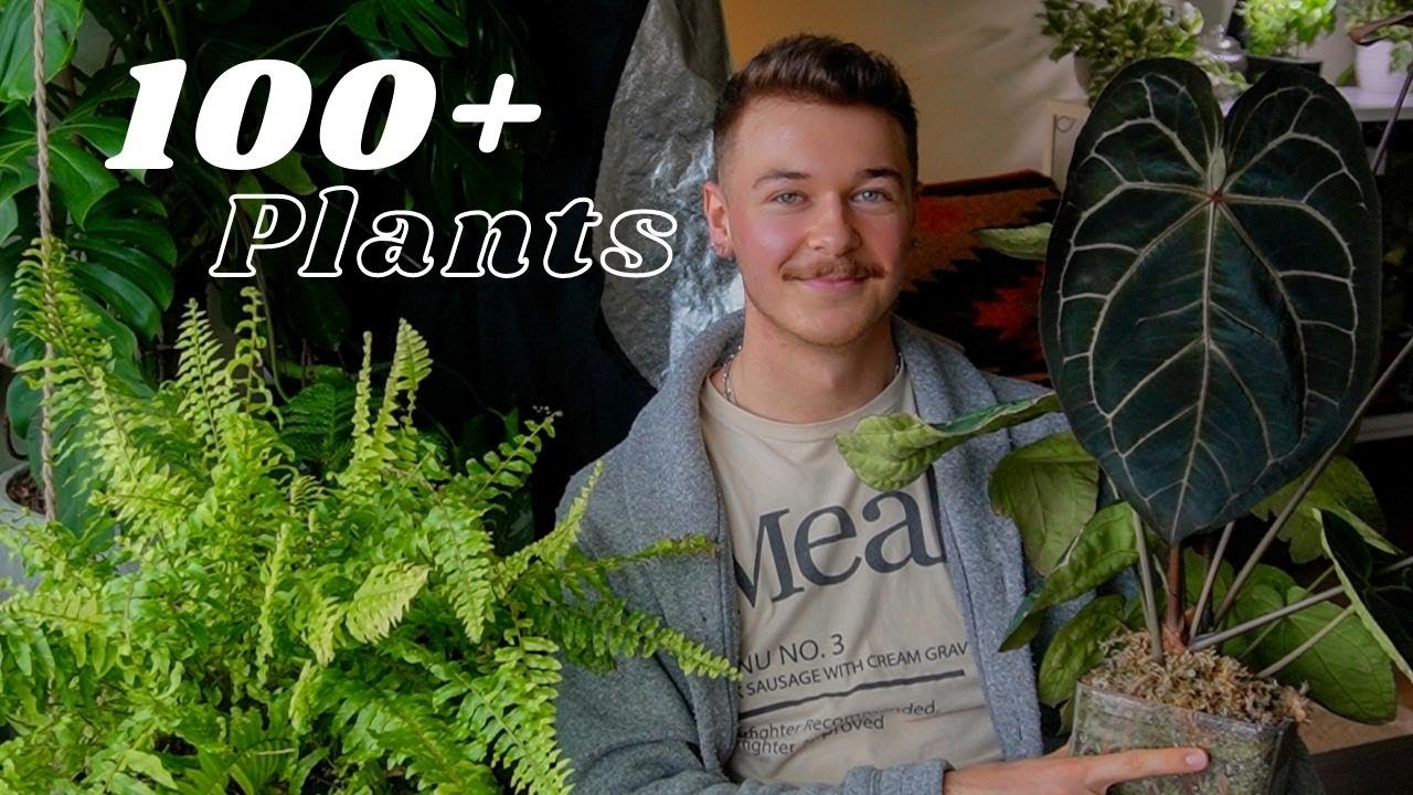 Коллекция редких комнатных растений. Экскурсия по общежитию | Более 100 комнатных растений в моём...