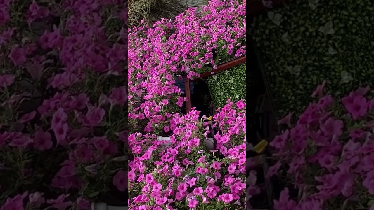 Cameron  #flowers