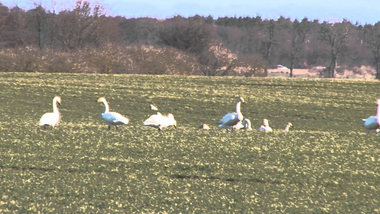 Łabędź krzykliwy, (Cygnus cygnus)