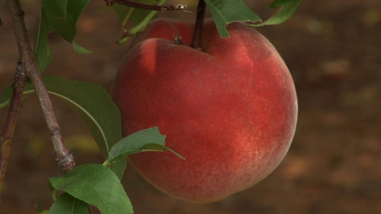 Looking at New Jersey's Thriving Peach Industry