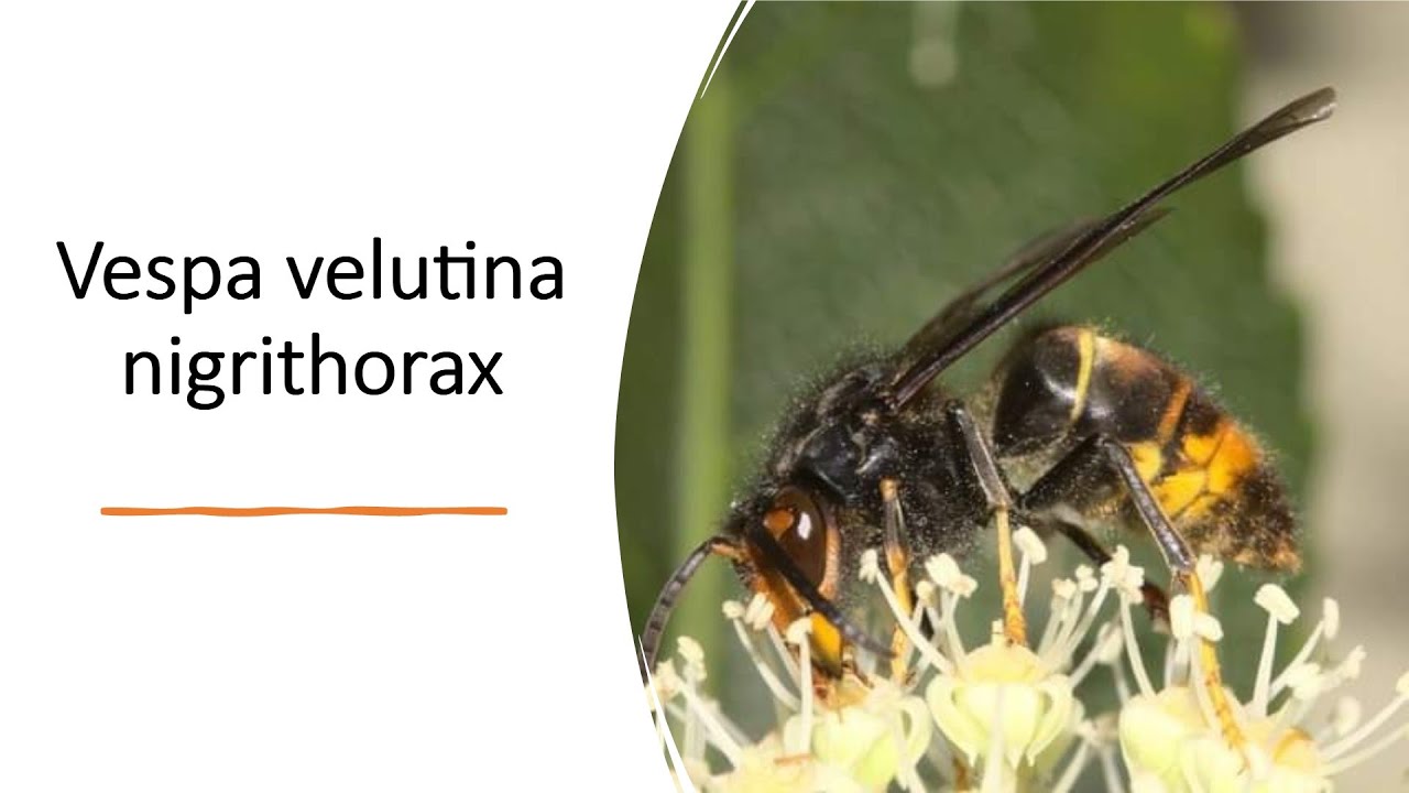 Vespa Velutina - Suchen und Finden - Imkern