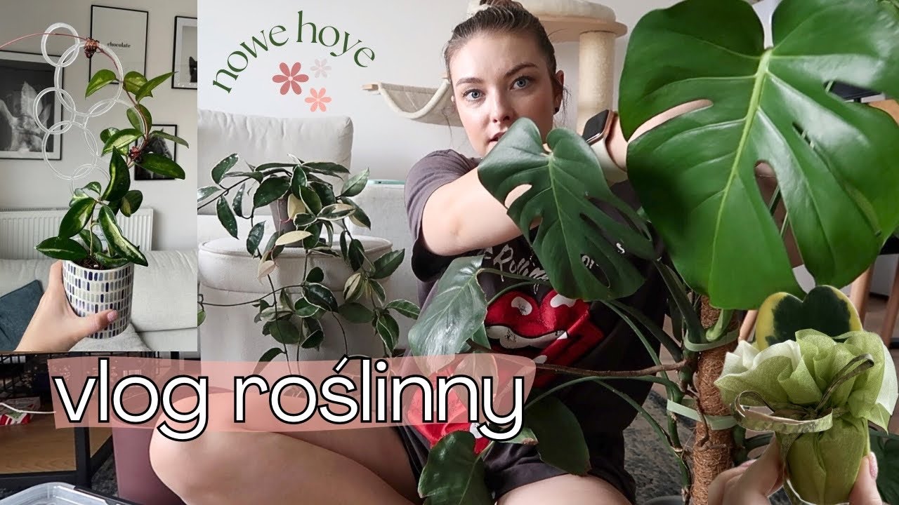 Nowe HOYE, gotowe mieszanki, relaksujący wieczór | vlog roślinny🪴