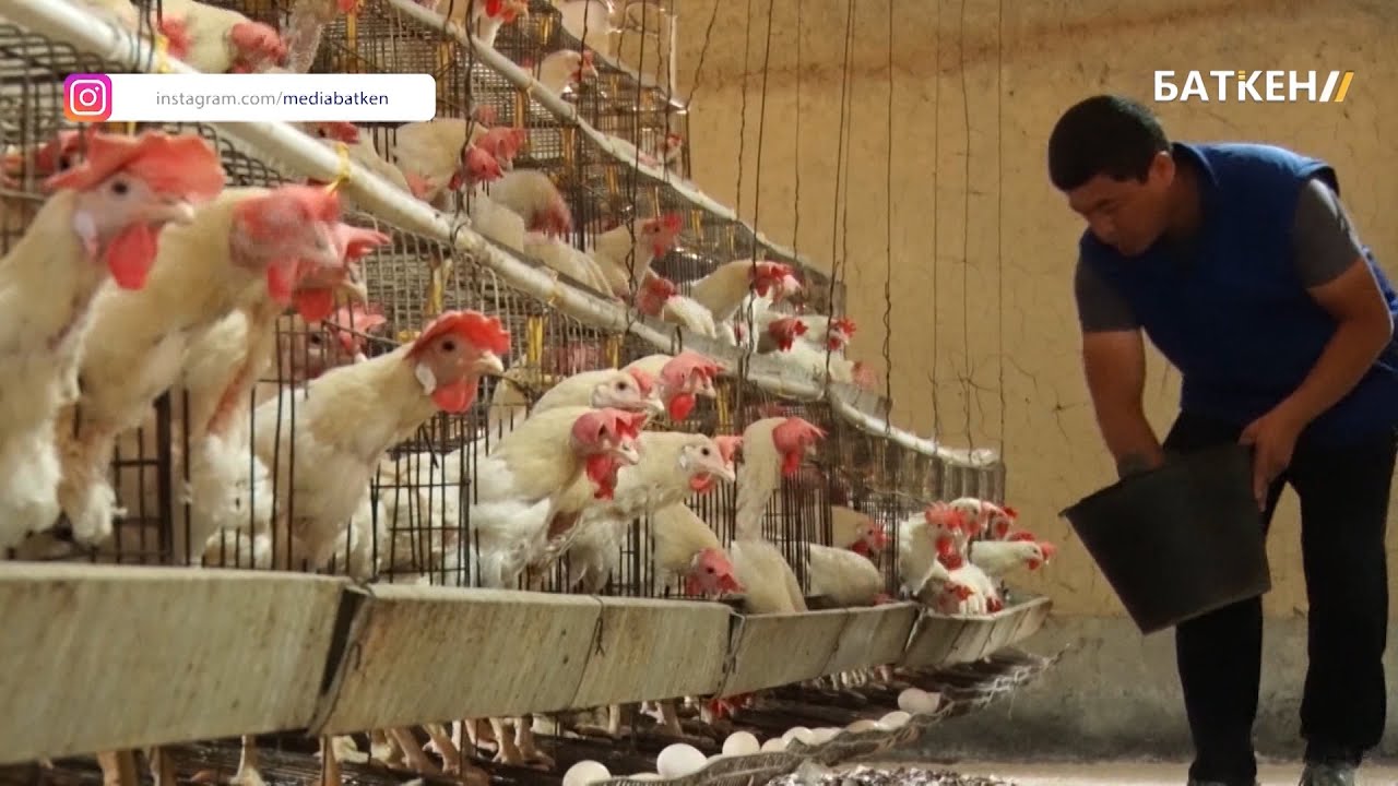 Тоок фермасын жана балык чарбасын түптөгөн ишкер \\ Ишкердин ийгилиги көрсөтүүсү