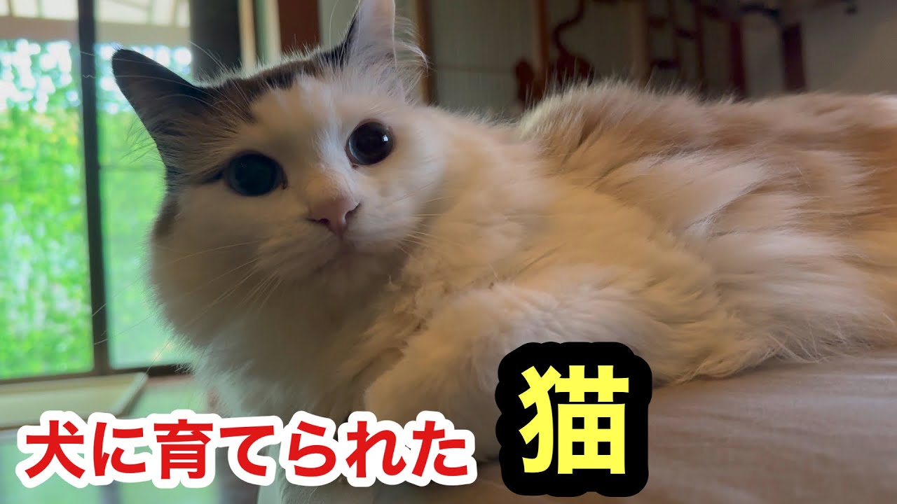 犬に育てられた猫の天才的な習性がこちらです