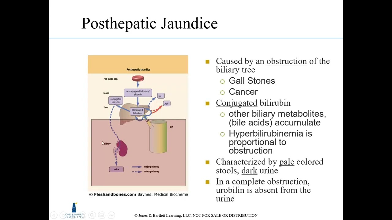 Clinical Chemistry: Liver Function and Disease