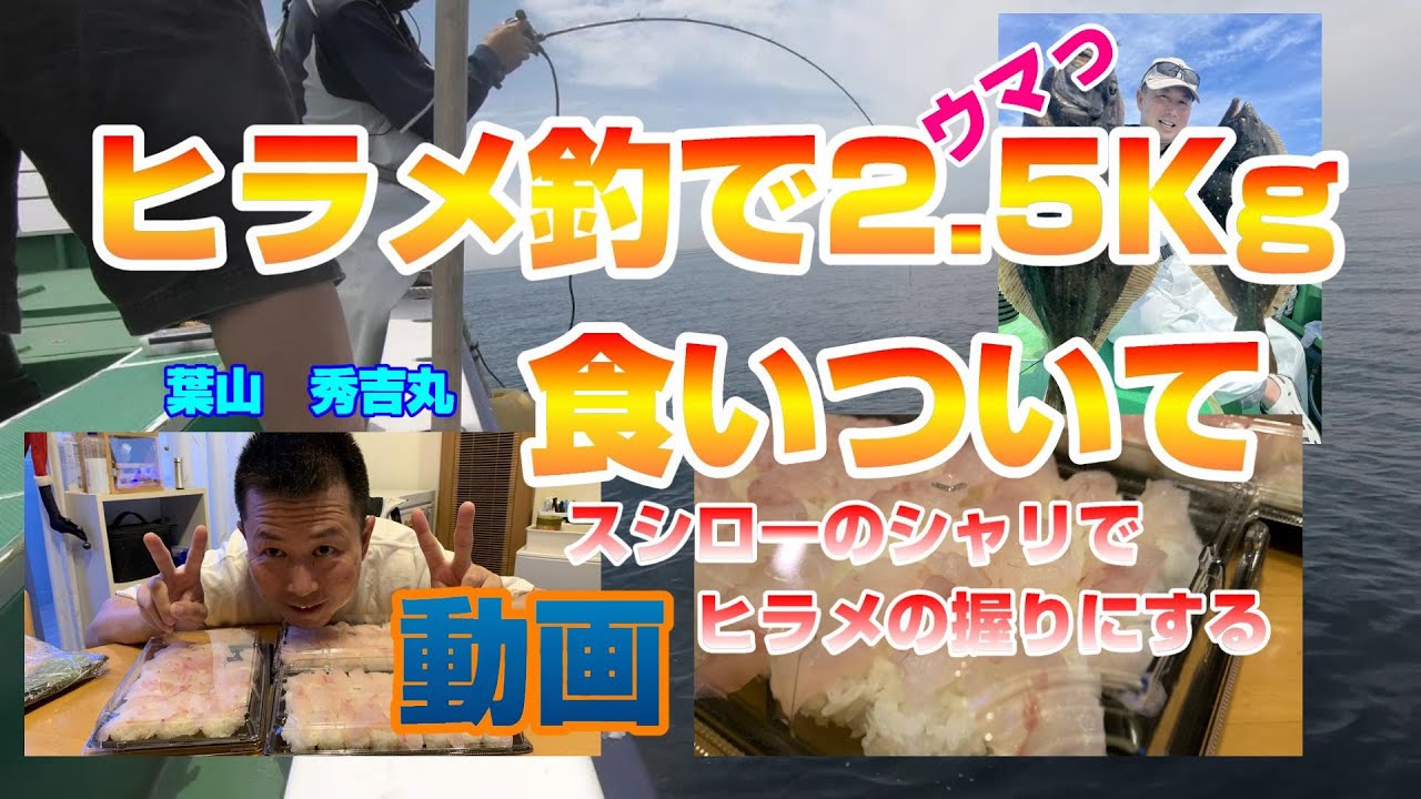 【秀吉丸】相模湾ヒラメ　2.5Kg食いつく!!　寿司にしてみましたョ!【イワシ泳がせて】