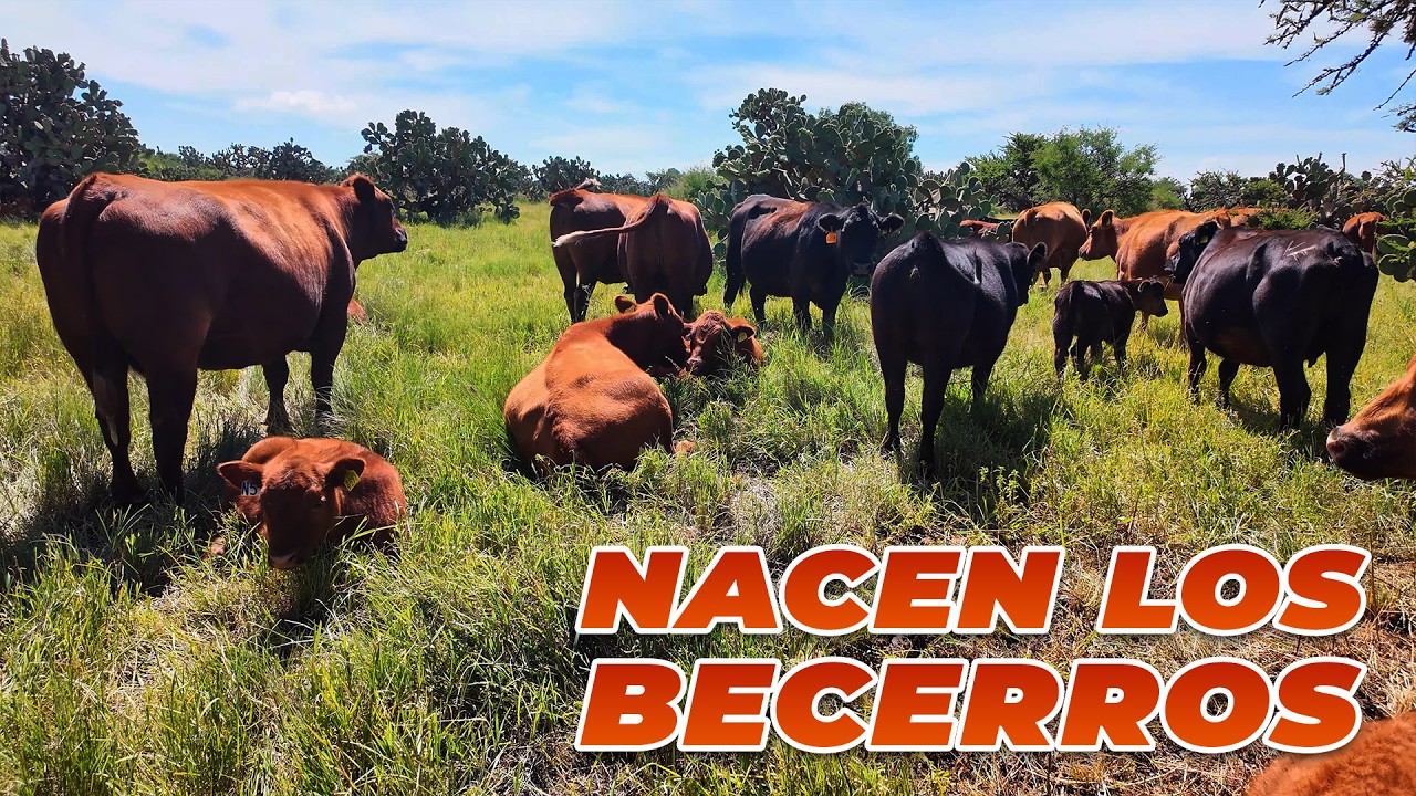 LA TIERRA MÁS BENDECIDA: Nacen Becerros | Rancho Cinco Talentos