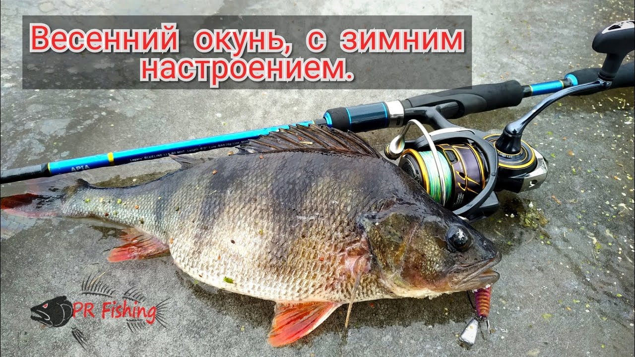 Весенний окунь, с зимним настроением. Поиск крупного окуня со спиннингом.
