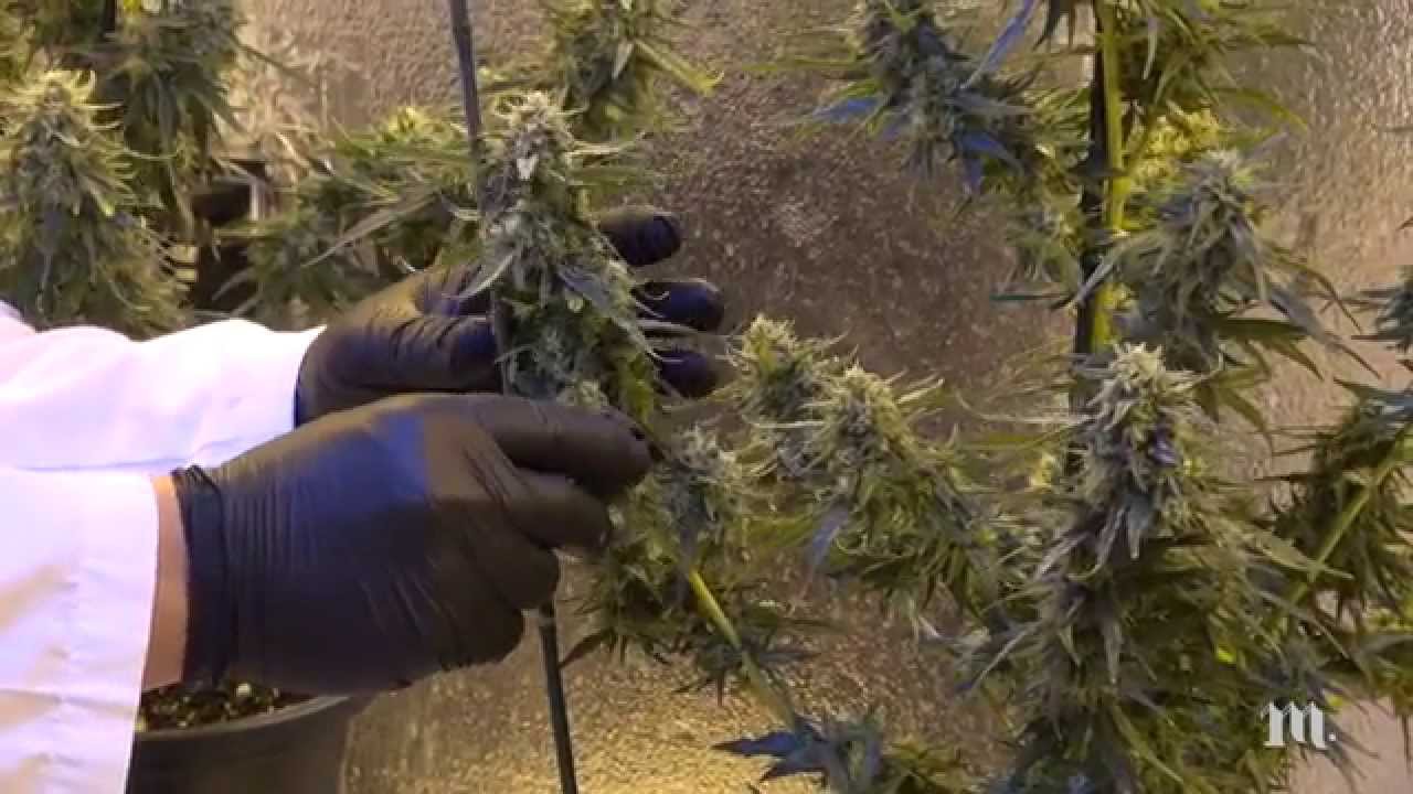 Behind the Grow | Med-X, Inc. | Ep. 1