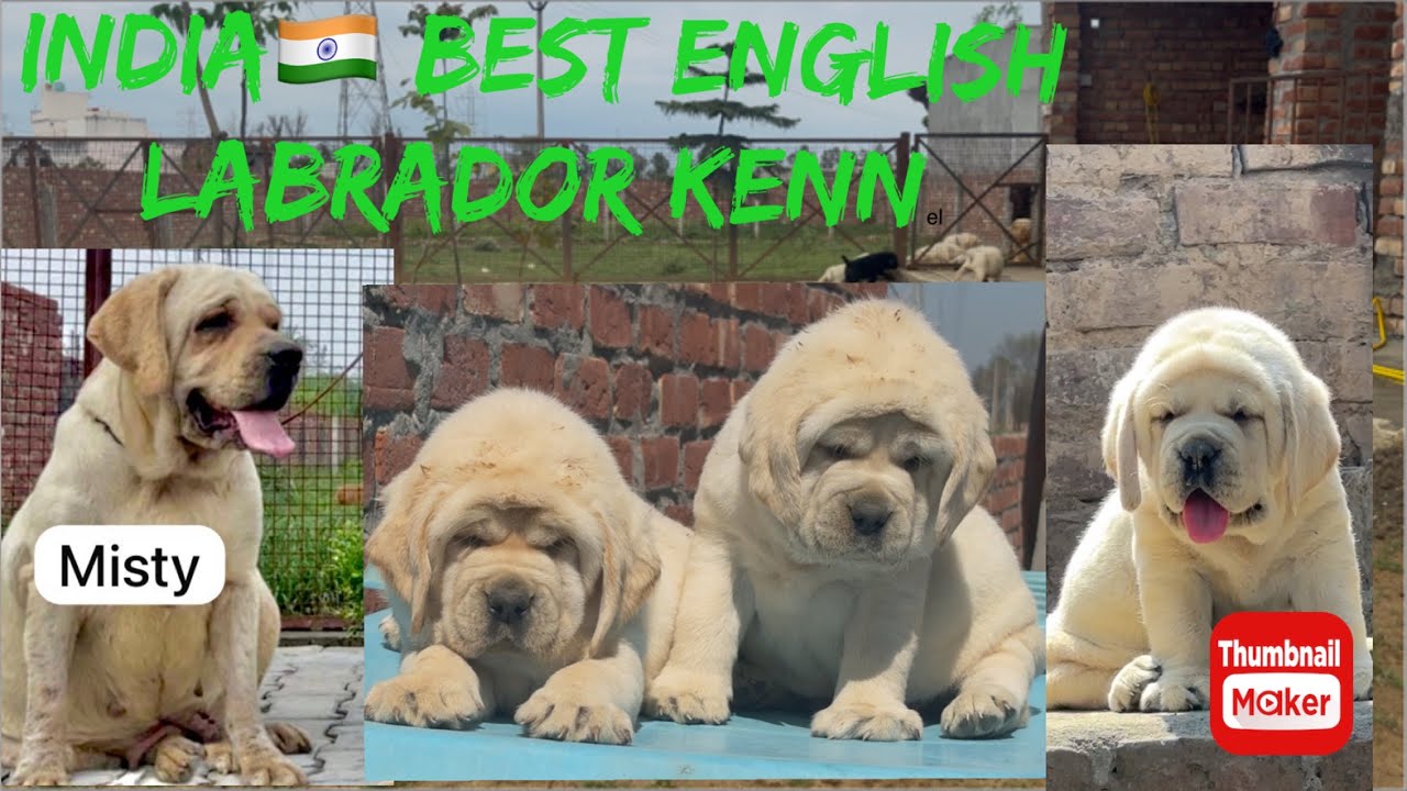 Rare bloodline English Labrador in Haryana 🙄