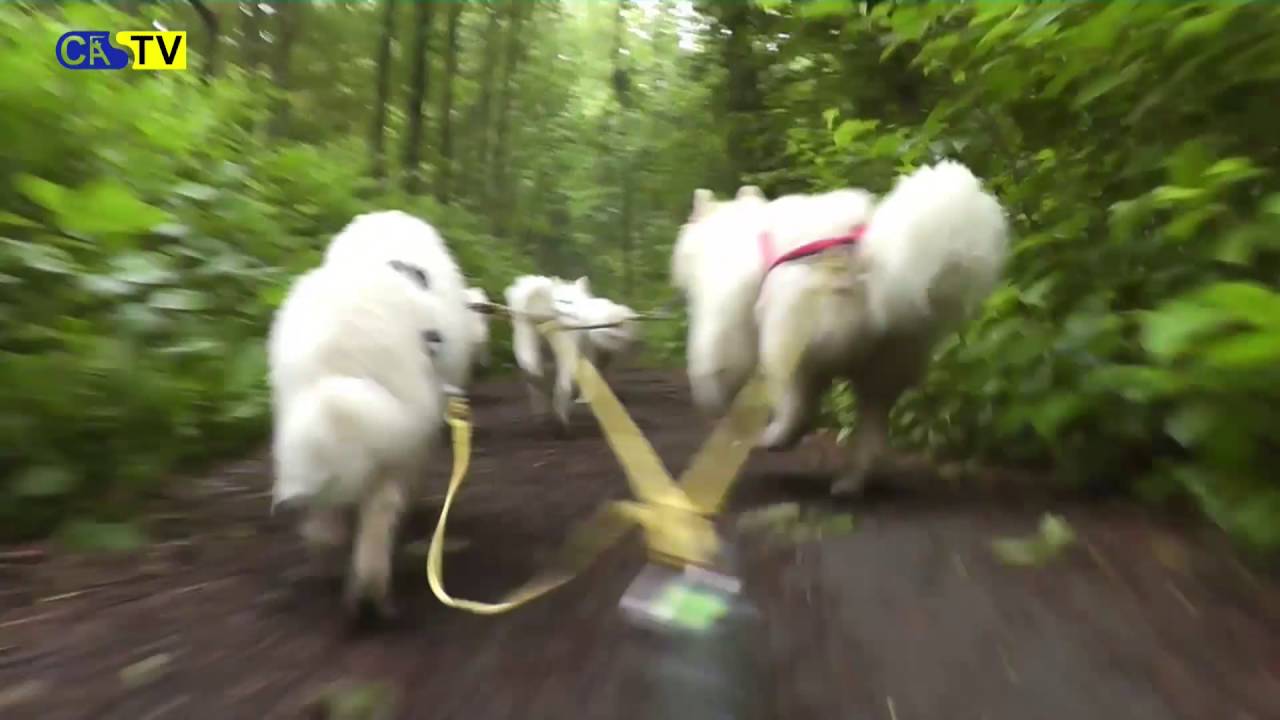 Samojeden Schlittenhundesport 2016