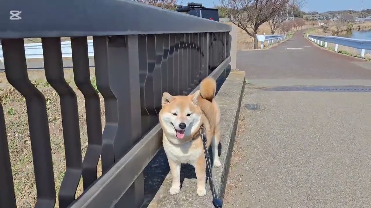 3月ですよ〜🎶もう春ですよ〜🐕🐶✨#柴犬#柴プー#可愛い犬