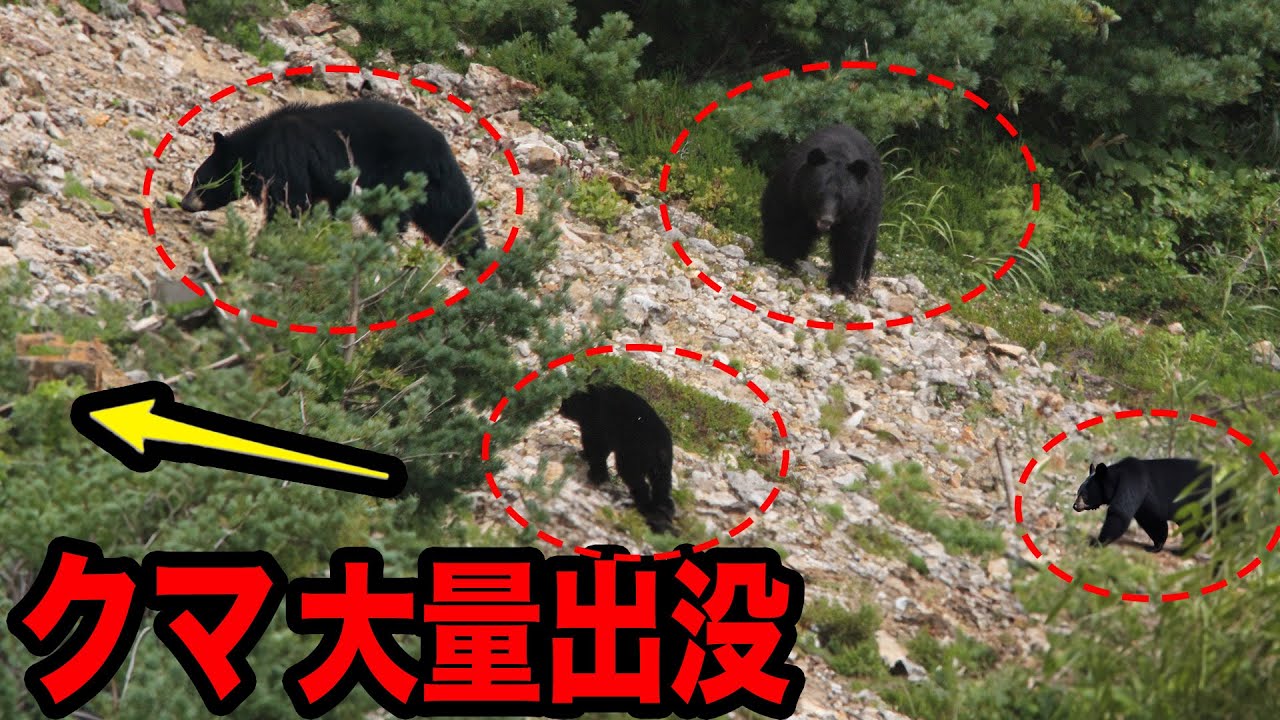 【総編集】過去最悪のクマ被害の年