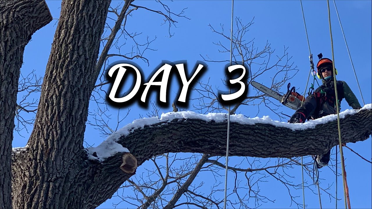 My biggest tree removal yet (DAY 3)