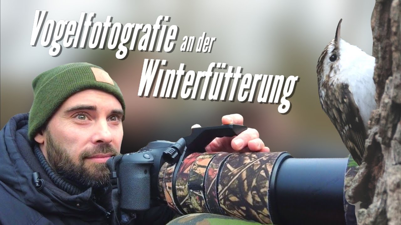 Vogelfotografie an der Winterfütterung