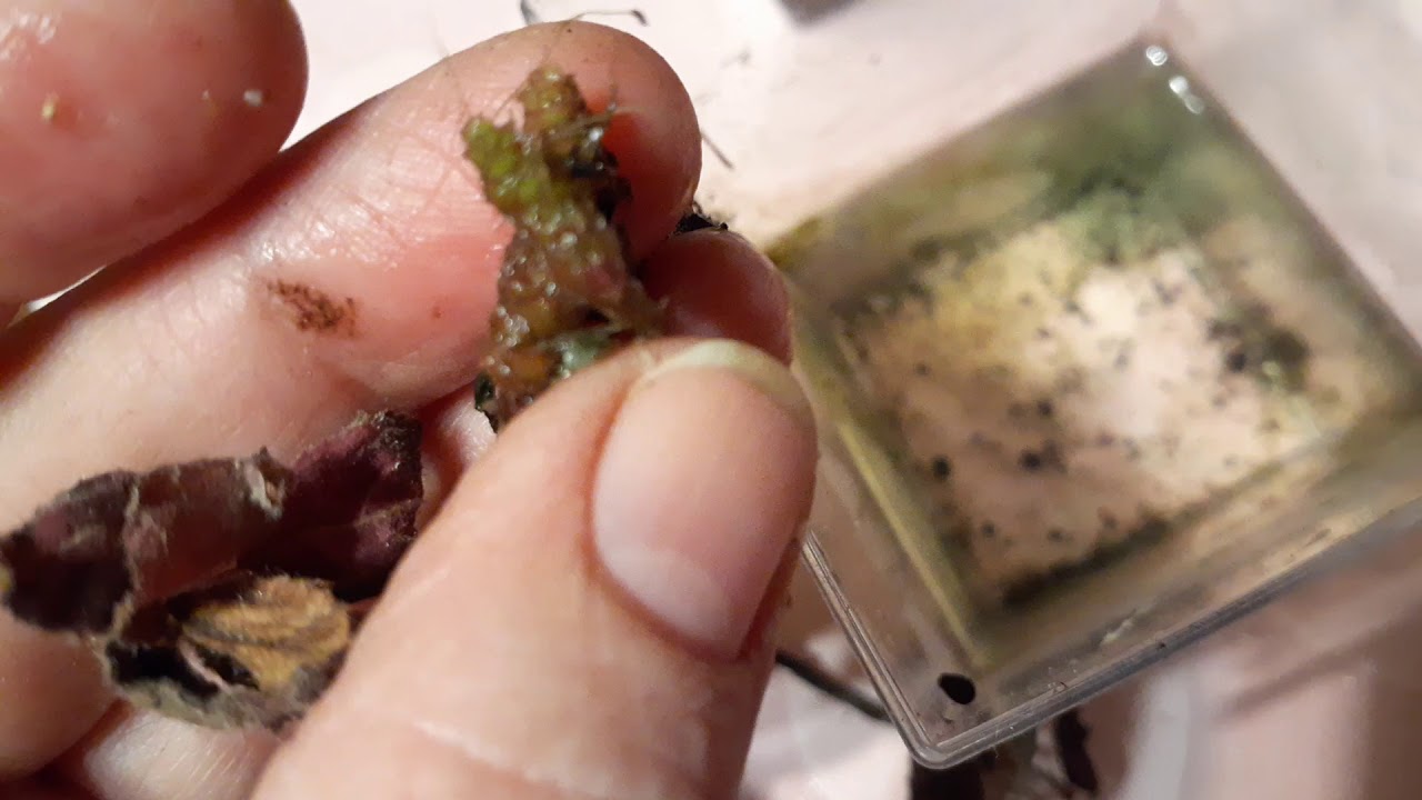 Ölen kohlerianızı atmayın! Kohleria rizom oluşumu.