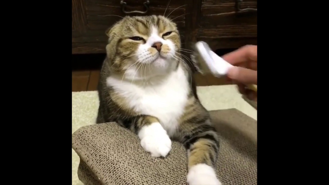 Cutest Cats Compilation 1 / Best Cute Cat 2019