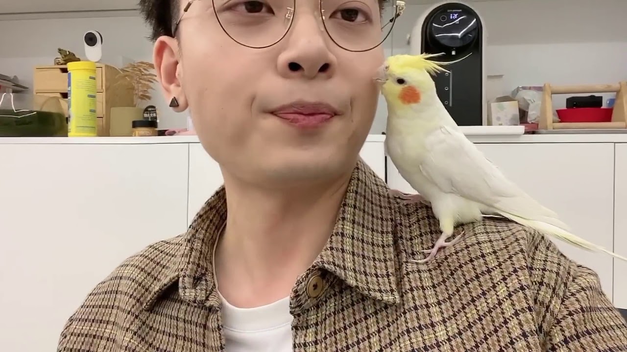 現在年輕人流行養鳥？老白告訴你養玄鳳鸚鵡是種什麼體驗！