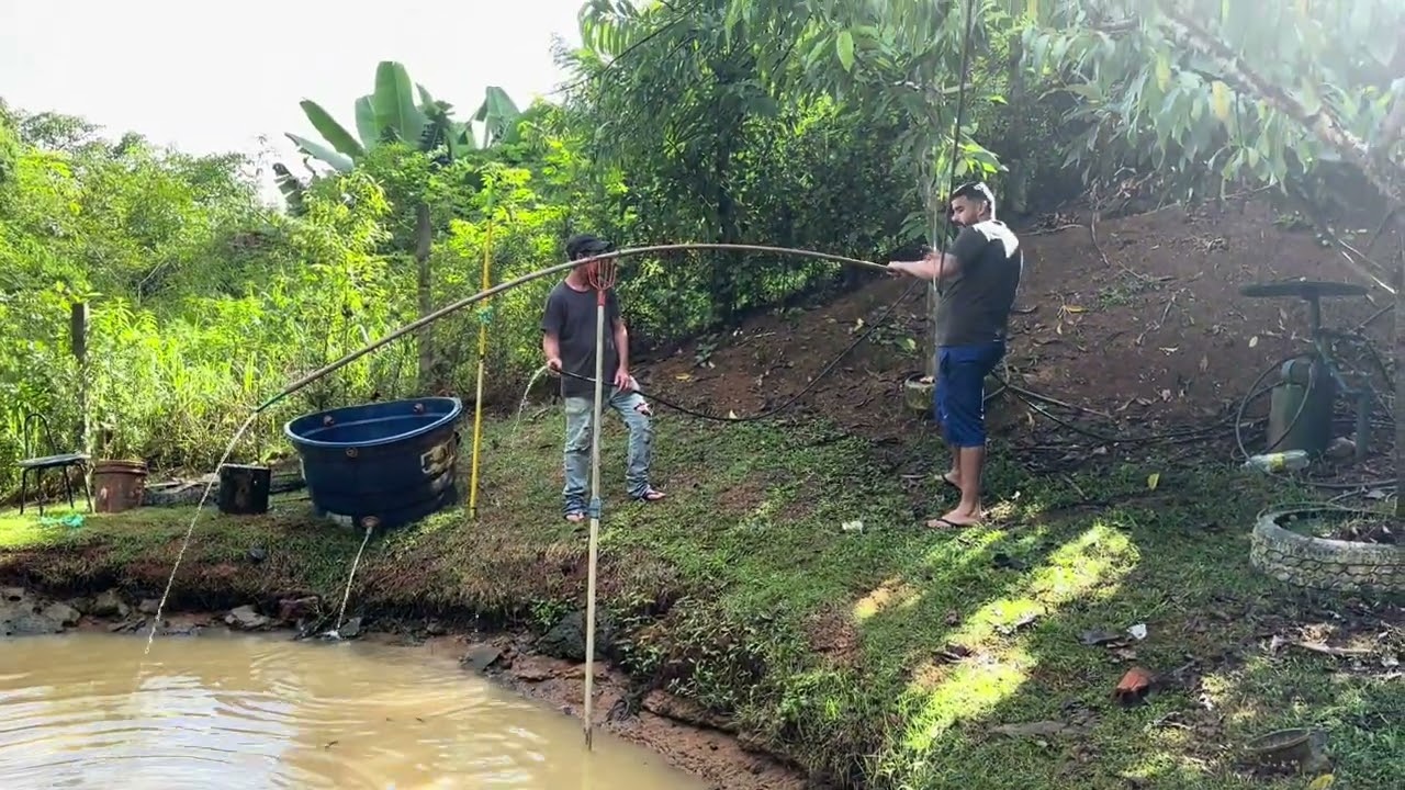 Soltando os peixes na lagoa ! Aproveitei para fazer aquela faxina 