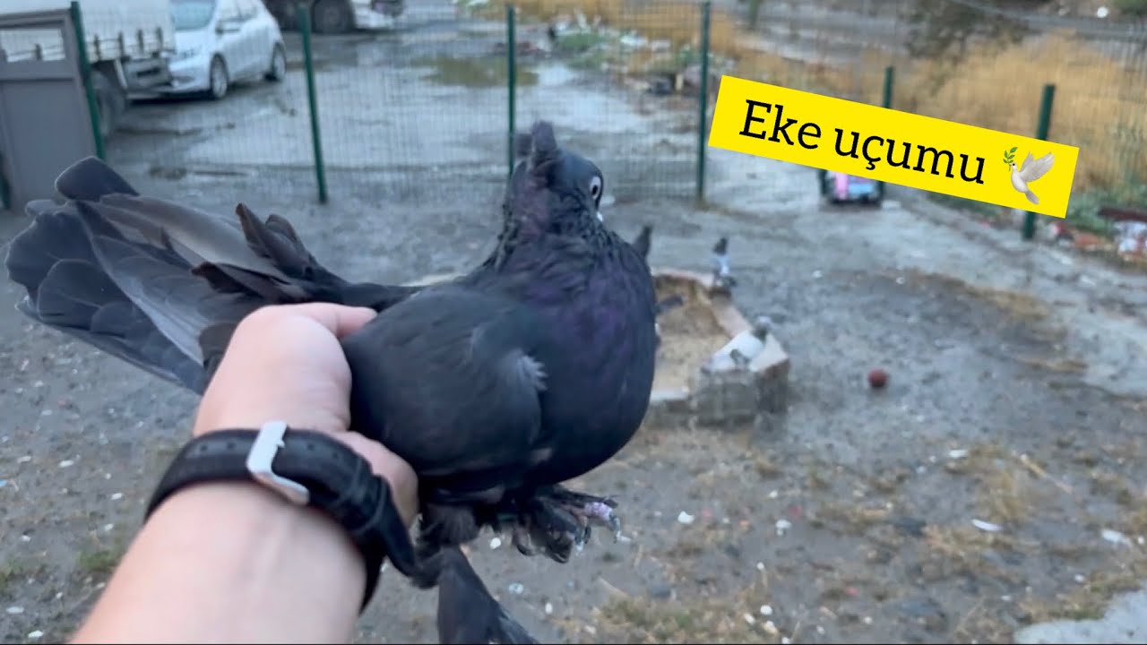 EKE KANADINI DİZEN KUŞ NE ZAMAN VE NASIL UÇURULUR - Taklacı Güvercin Oyunkuşu