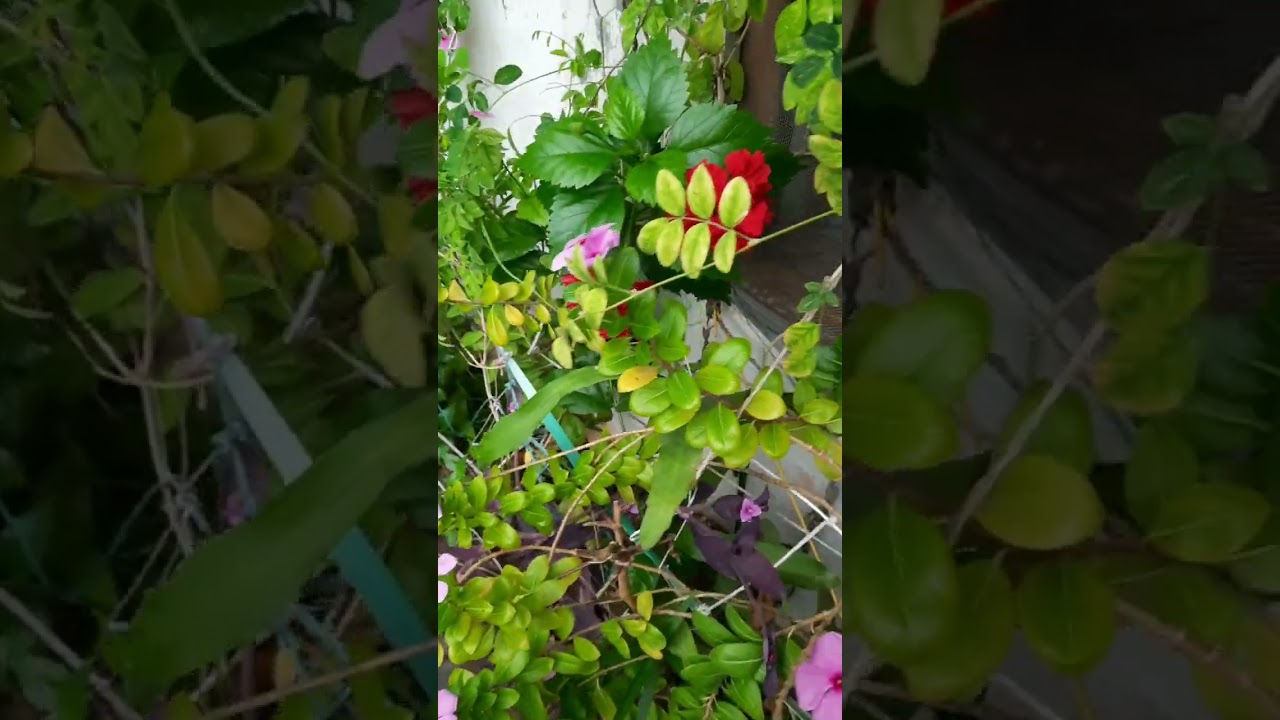 #shorts #ytshorts #maentipodarillu