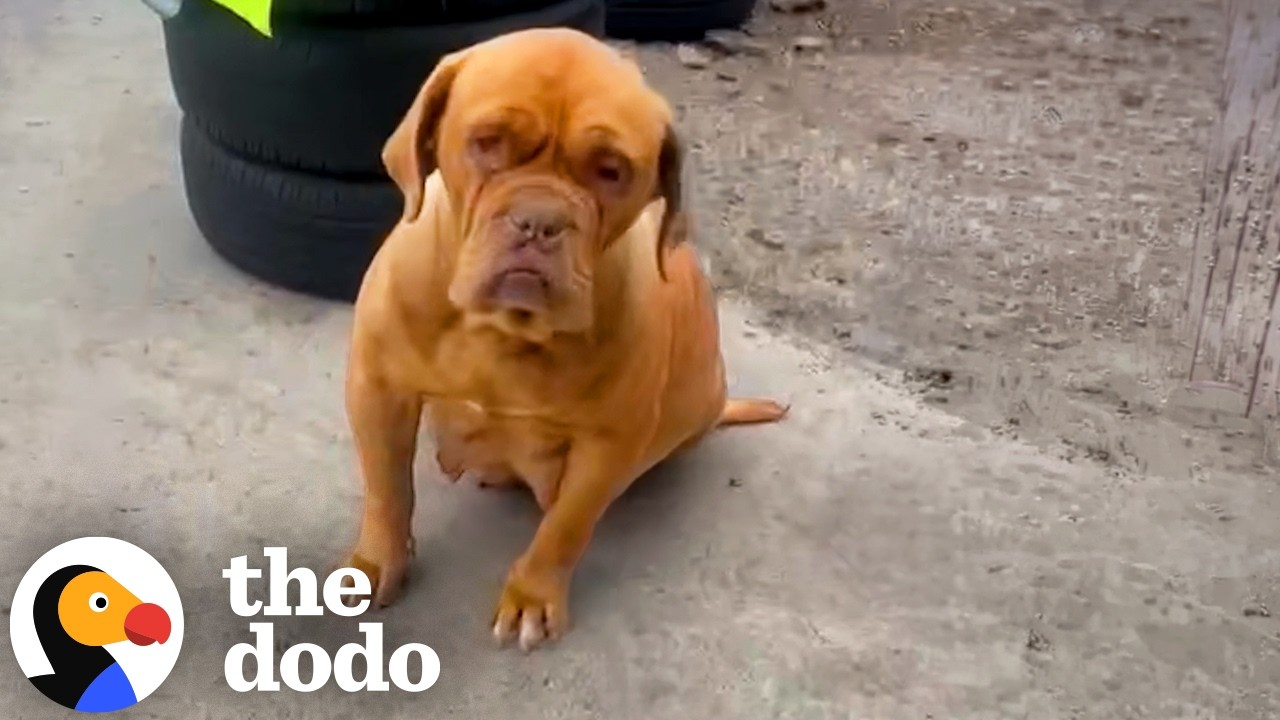 Собака жила возле автомастерской — теперь она листает ленту в телефоне | The Dodo