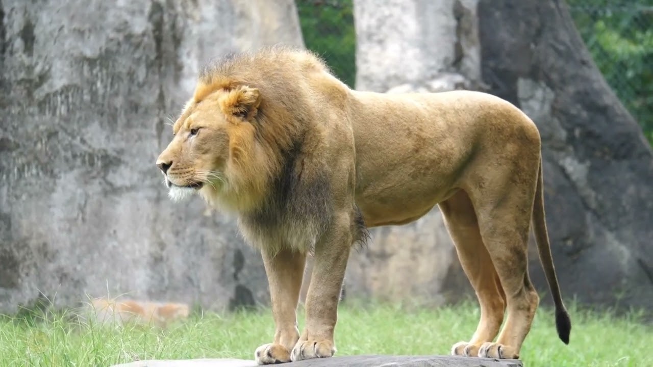 Have you ever heard a lion ROAR?