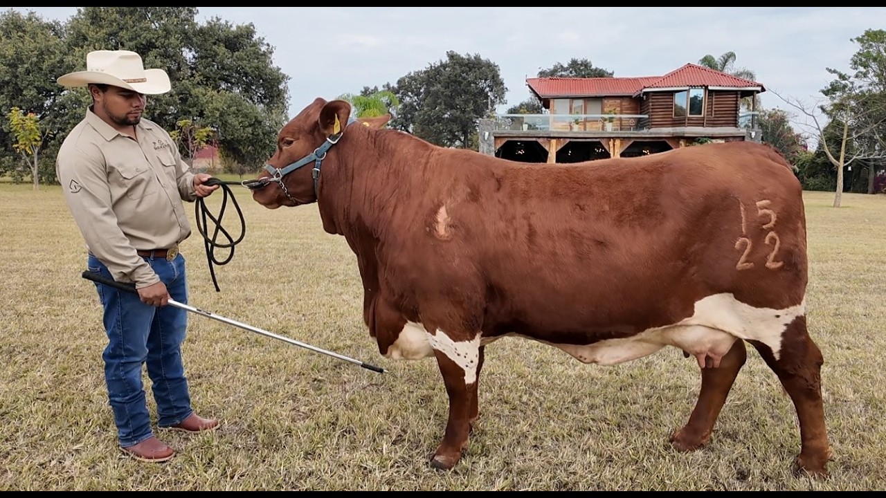 P378 Las grandes vacas de Baragonza
