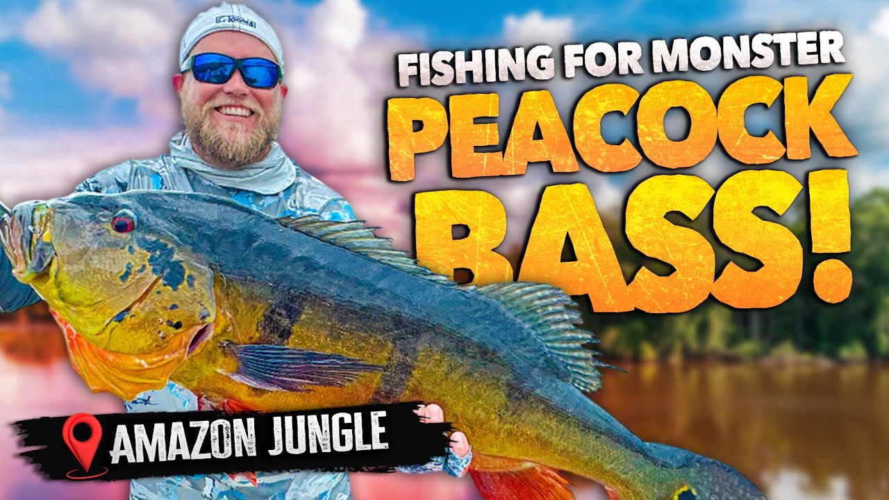 Amazon’s Best Peacock Bass Fishing – A Week on Brazil’s Rio Curicuriari!