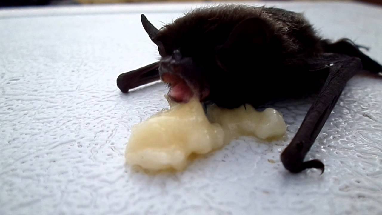 Bat eating a banana, so cute!