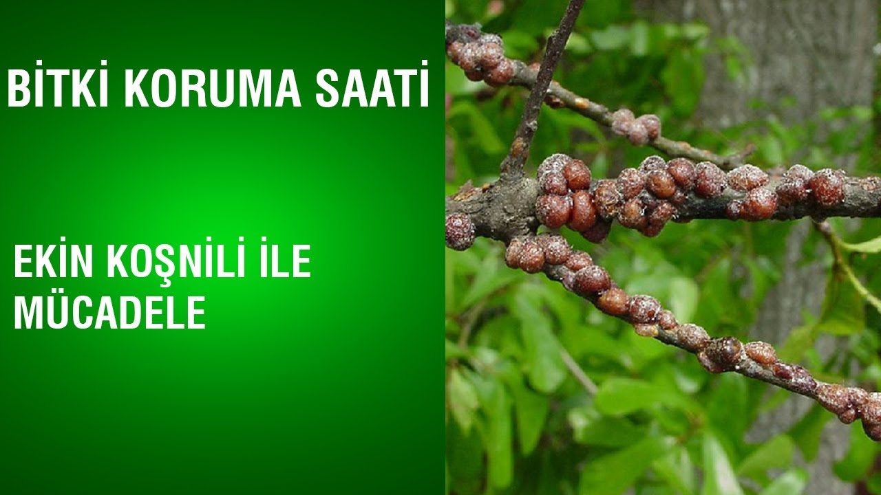 Bitki Koruma Saati - Ekin Koşnili İle Mücadele