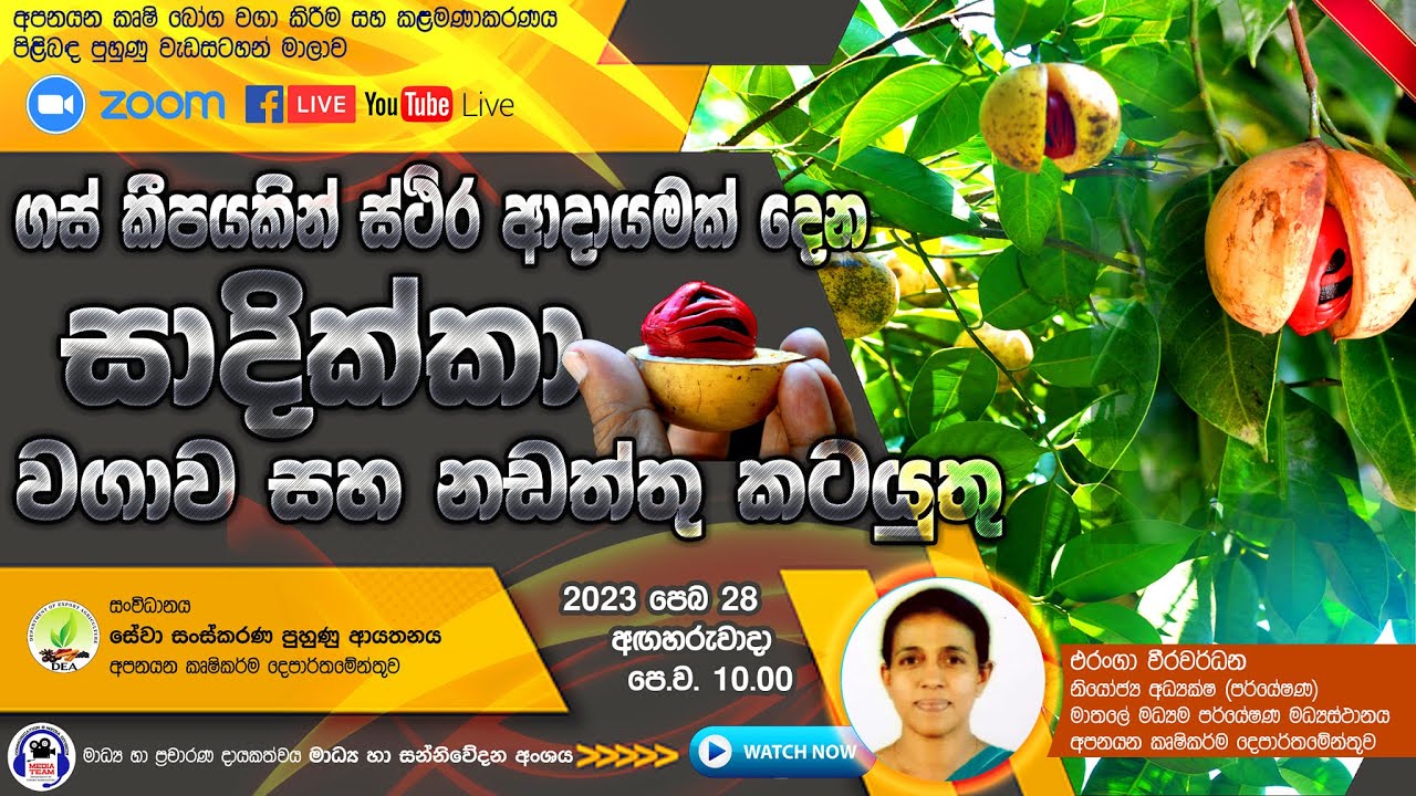 ගස් කිහිපයකින් ස්ථීර ආදායමක් දෙන සාදික්කා වගාව සහ නඩත්තු කටයුතු