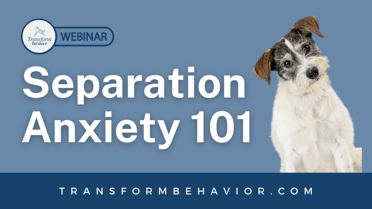 Separation Anxiety: Understanding & Treatment