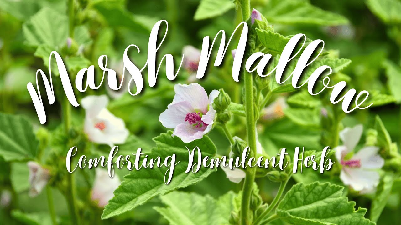 Marsh Mallow Comforting Demulcent Herb