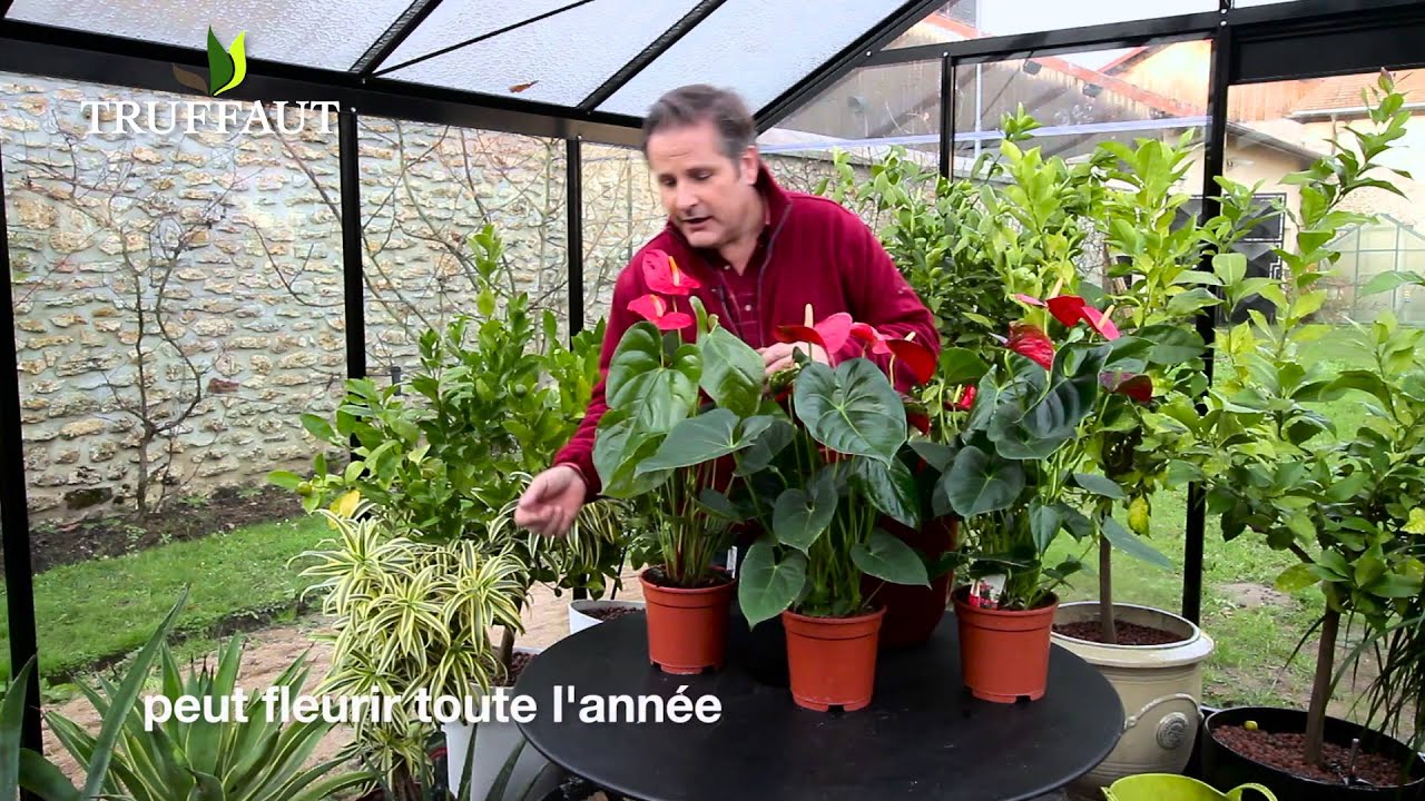 Cultiver et entretenir un anthurium - Truffaut