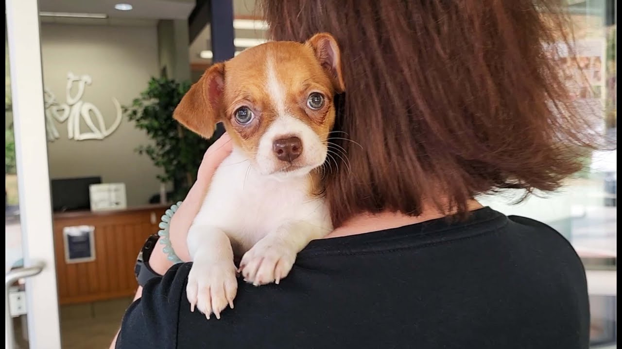 Somebody to Love (2022 Edition) — Happy Thanksgiving from SPCA Wake