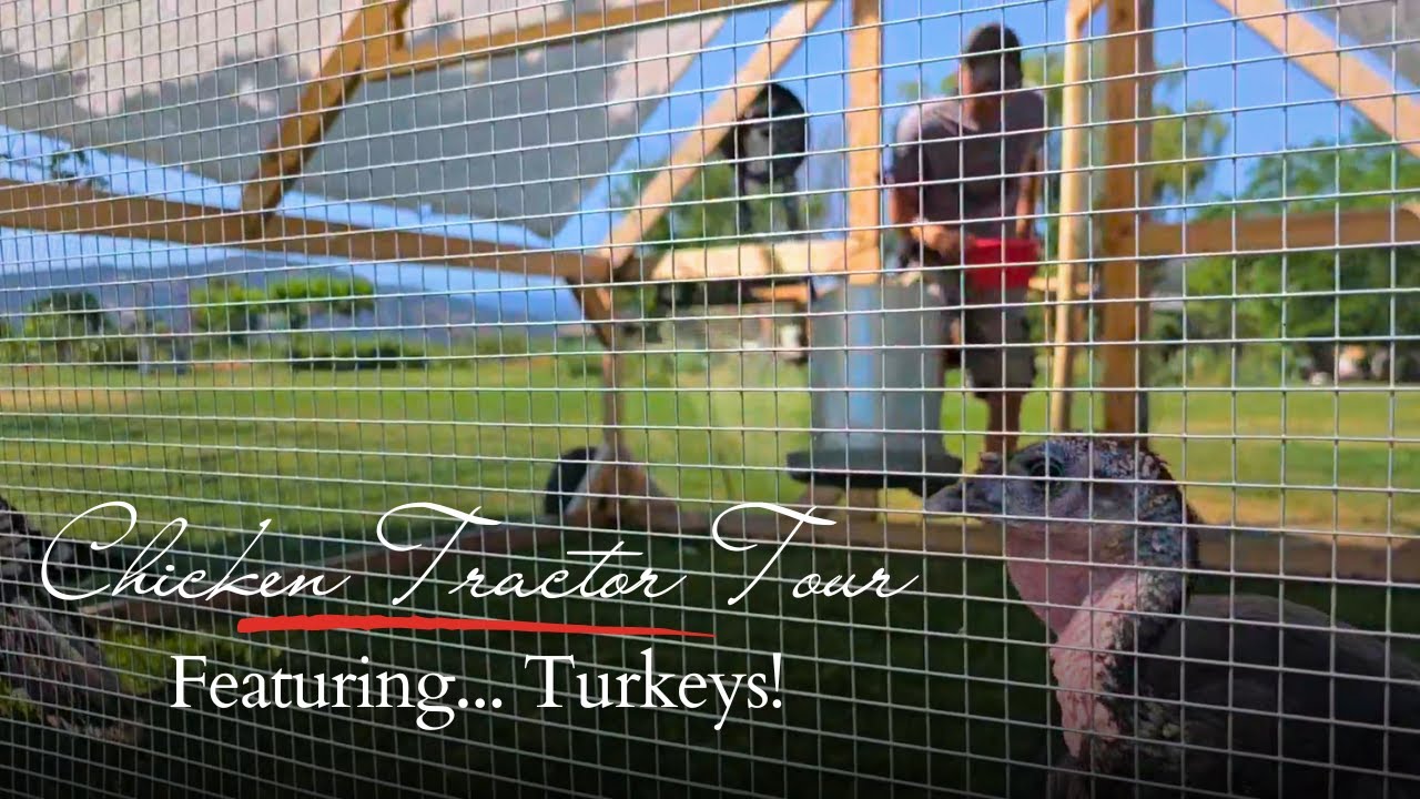 Chicken Tractor Design with Wheels (Featuring our Turkeys!)