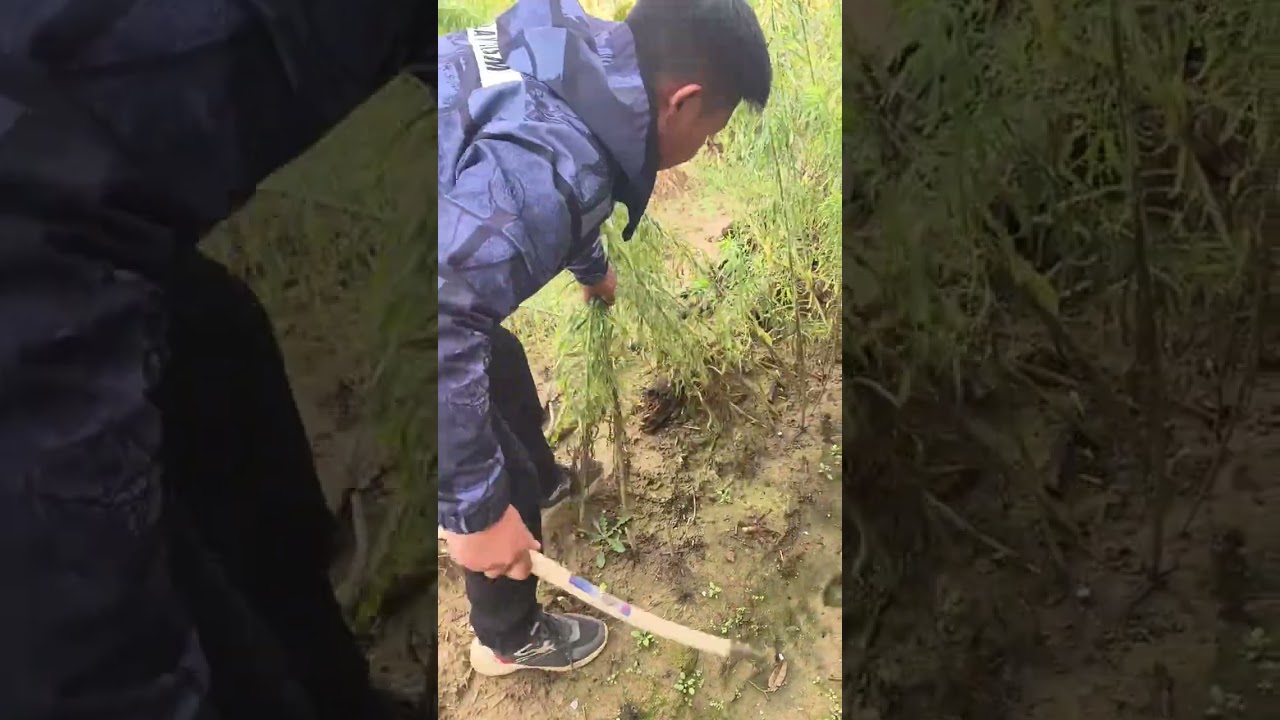 Cut some broomcorn seedlings to make a broom 
