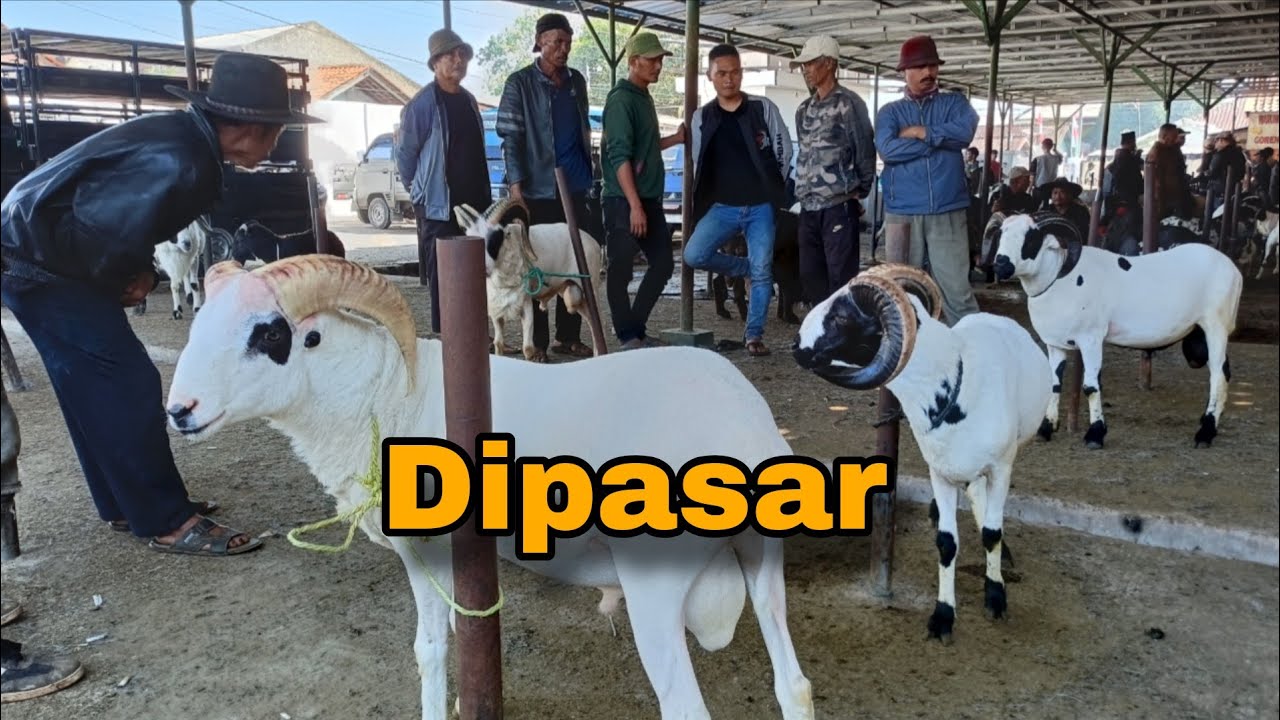 Banyak Domba Muda Bagus Dipasar Hewan Tanjungsari Sumedang, Segini Harganya ??