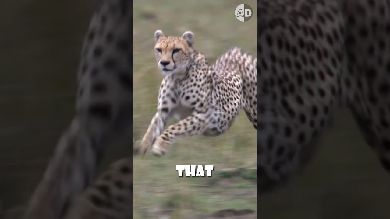 Nieschowalne pazury gepard&oacute;w to sekret ich szybkich polowań 🐆💨#zachowaniezwierząt #zwierzęta