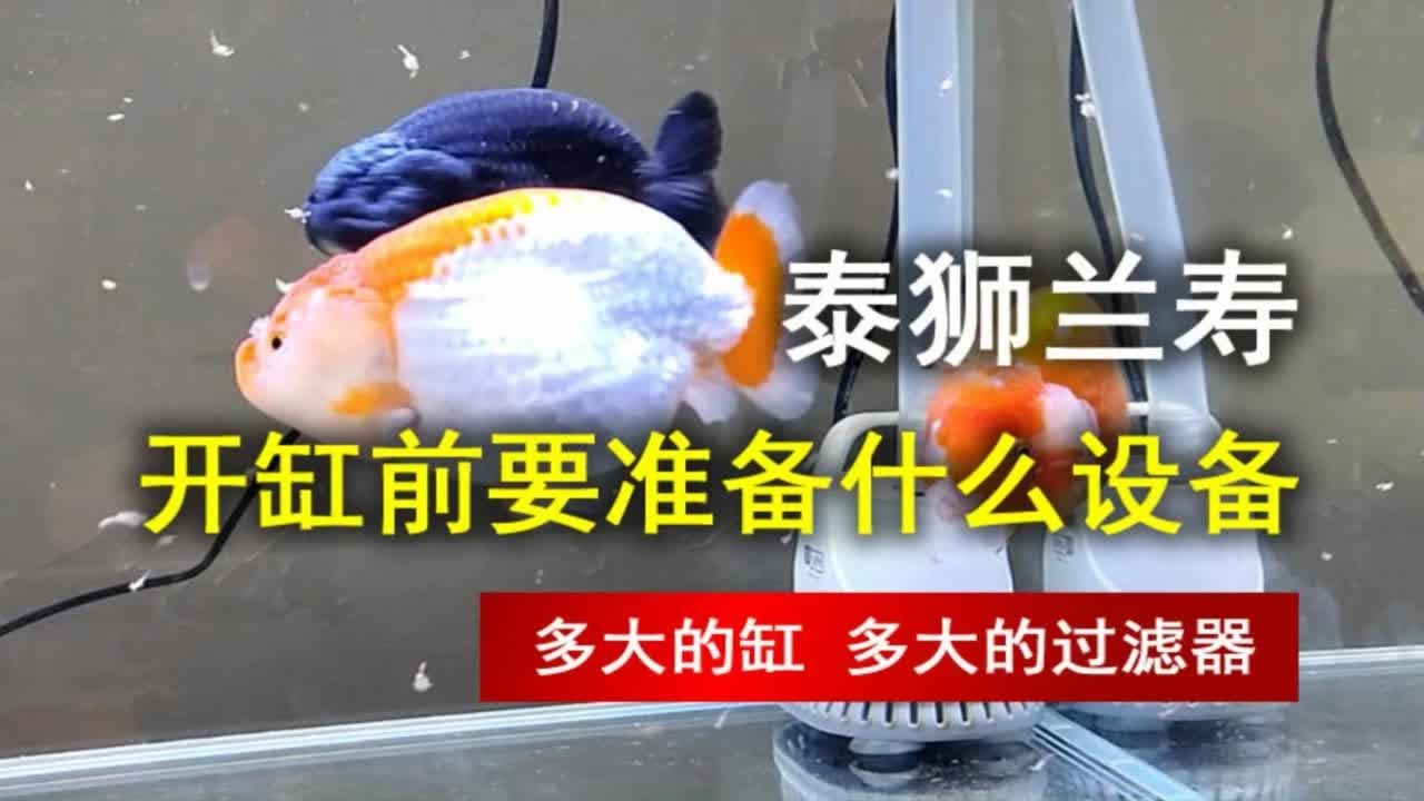 养兰寿泰狮开缸前要准备哪些设备器材