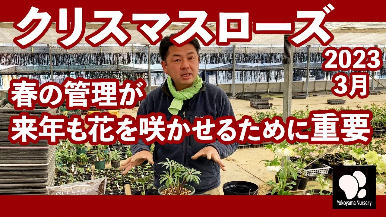クリスマスローズ 春の管理ついて 2023　◆横山園芸 公式◆　【2023】