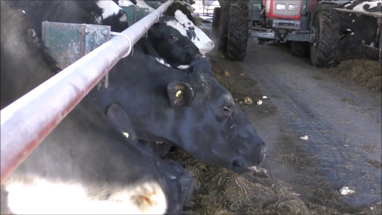 Livestock farm winter jobs. Part 6. Feeding dairy cows.